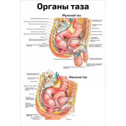 Фото товара Органы таза: мужской, женский таз — медицинский плакат