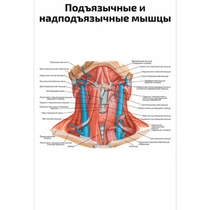 Фото товара Подъязычные и? надподъязычные мышцы — медицинский плакат