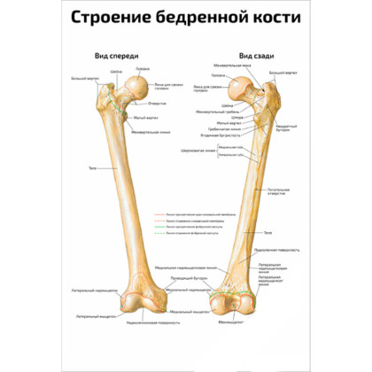 Строение бедренной кости — медицинский плакат Фото товара Строение бедренной кости — медицинский плакат