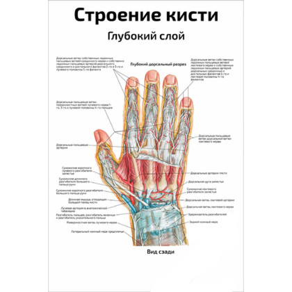 Строение кисти, глубокий слой — медицинский плакат Фото товара Строение кисти, глубокий слой — медицинский плакат