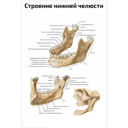 Строение нижней челюсти человека — медицинский плакат Фото товара Строение нижней челюсти человека — медицинский плакат
