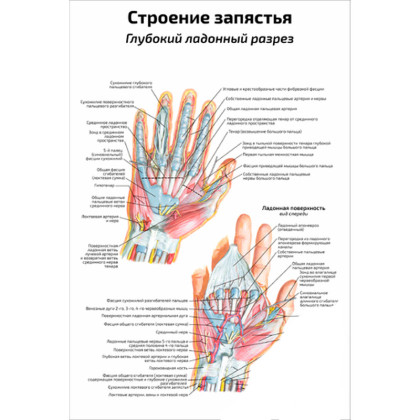Строение запястья, глубокий ладонный разрез — медицинский плакат Фото товара Строение запястья, глубокий ладонный разрез — медицинский плакат