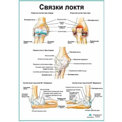 Фото товара Связки локтя — медицинский плакат