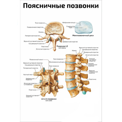 Поясничные позвонки — медицинский плакат Фото товара Поясничные позвонки — медицинский плакат