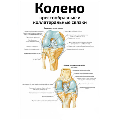 Колено: крестообразные и ?коллатеральные связки — медицинский плакат Фото товара Колено: крестообразные и ?коллатеральные связки — медицинский плакат