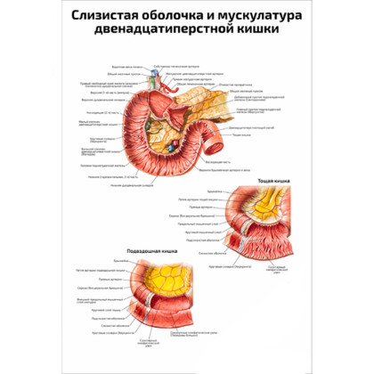 Фото товара Слизистая оболочка и мускулатура? двенадцатиперстной кишки — медицинский плакат