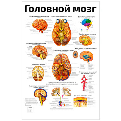 Головной мозг: подробно — медицинский плакат Фото товара Головной мозг: подробно — медицинский плакат