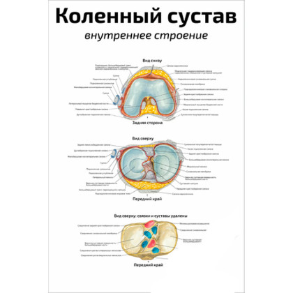 Фото товара Коленный сустав: внутреннее строение — медицинский плакат