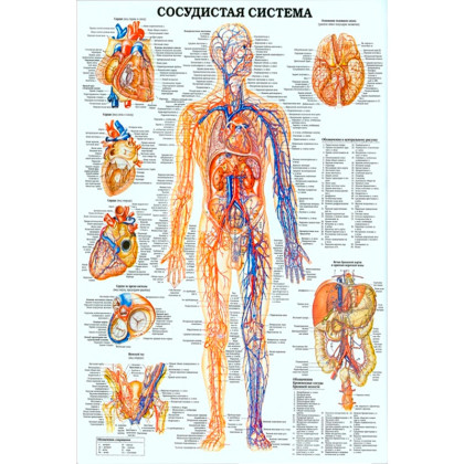 Фото товара Кровеносная система — медицинский плакат