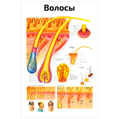 Волосы, строение волос — медицинский плакат Фото товара Волосы, строение волос — медицинский плакат