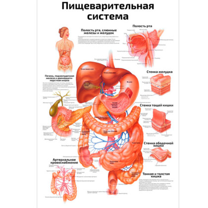 Пищеварительная система — медицинский плакат Фото товара Пищеварительная система — медицинский плакат