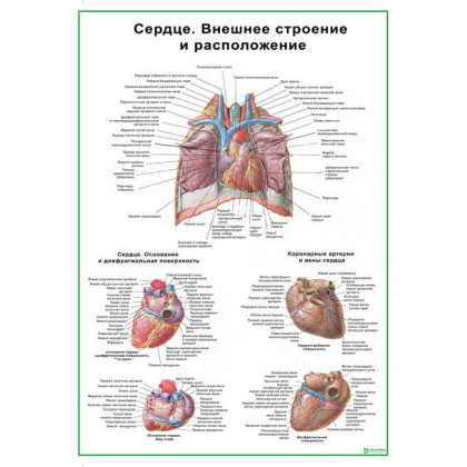 Фото товара Сердце: внешнее строение и? расположение — медицинский плакат