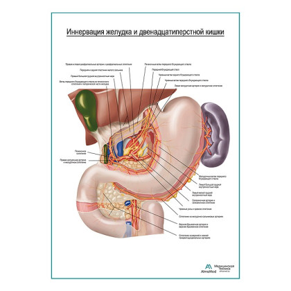 Автономная иннервация желудка плакат глянцевый  А1+/А2+ Фото товара Автономная иннервация желудка плакат глянцевый  А1+/А2+