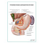 Автономная иннервация желудка плакат глянцевый  А1+/А2+ Фото товара Автономная иннервация желудка плакат глянцевый  А1+/А2+
