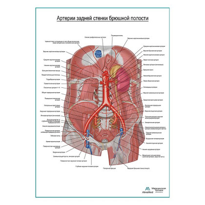 Артерии задней брюшной стенки плакат глянцевый А1+/А2+ Фото товара Артерии задней брюшной стенки плакат глянцевый А1+/А2+