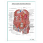 Артерии задней брюшной стенки плакат глянцевый А1+/А2+ Фото товара Артерии задней брюшной стенки плакат глянцевый А1+/А2+