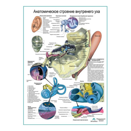 Фото товара Внутреннее ухо, плакат глянцевый А1+/А2+