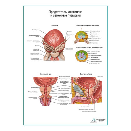 Фото товара Внутренние половые органы мужчины плакат глянцевый А1+/А2+