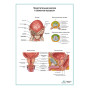 Фото товара Внутренние половые органы мужчины плакат глянцевый А1+/А2+