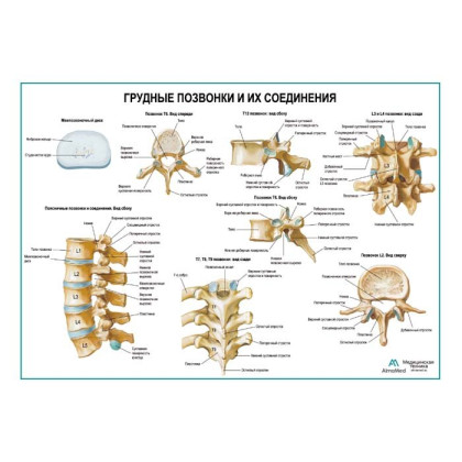 Грудные позвонки и их соединения, плакат глянцевый А1+/А2+ Фото товара Грудные позвонки и их соединения, плакат глянцевый А1+/А2+
