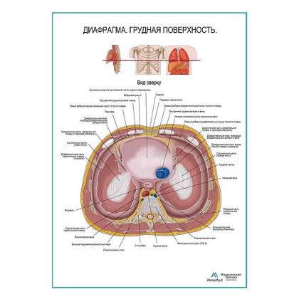 Диафрагма. Грудная поверхность плакат глянцевый А1+/А2+ Фото товара Диафрагма. Грудная поверхность плакат глянцевый А1+/А2+