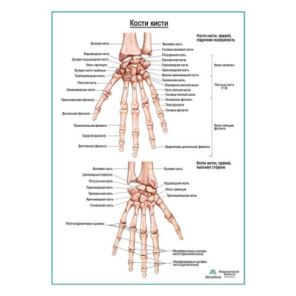 Кости кисти плакат глянцевый А1+/А2+ Фото товара Кости кисти плакат глянцевый А1+/А2+