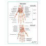 Кости кисти плакат глянцевый А1+/А2+ Фото товара Кости кисти плакат глянцевый А1+/А2+