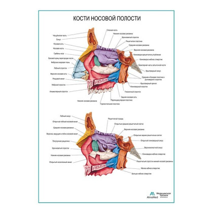Фото товара Кости носовой полости, плакат глянцевый А1+/А2+