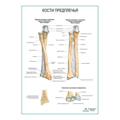 Кости предплечья плакат глянцевый А1+/А2+ Фото товара Кости предплечья плакат глянцевый А1+/А2+