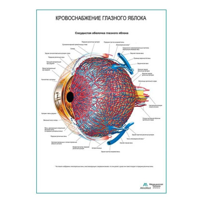 Кровоснабжение глазного яблока плакат глянцевый А1+/А2+ Фото товара Кровоснабжение глазного яблока плакат глянцевый А1+/А2+