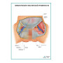 Фото товара Лимфатические узлы женской промежности плакат глянцевый А1+/А2+