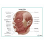 Мышцы головы, плакат глянцевый А1+/А2+ Фото товара Мышцы головы, плакат глянцевый А1+/А2+