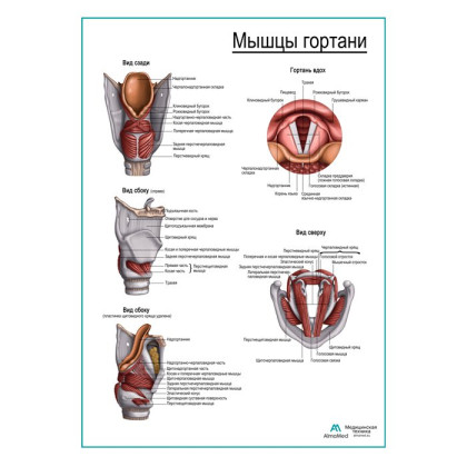 Фото товара Мышцы гортани, плакат глянцевый А1+/А2+