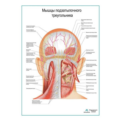 Мышцы подзатылочного треугольника плакат глянцевый А1+/А2+ Фото товара Мышцы подзатылочного треугольника плакат глянцевый А1+/А2+