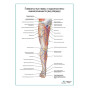 Поверхностные нервы и подкожные вены ноги: вид спереди плакат А1+/А2+ Фото товара Поверхностные нервы и подкожные вены ноги: вид спереди плакат А1+/А2+