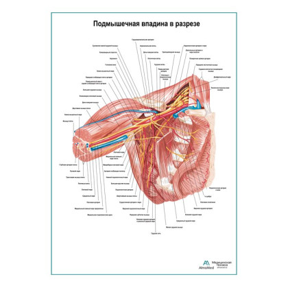 Фото товара Подмышечная впадина в разрезе плакат глянцевый А1+/А2+