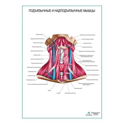 Фото товара Подъязычные и надподъязычные мышцы плакат глянцевый А1+/А2+