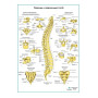 Позвонки и позвоночный столб, плакат глянцевый А1+/А2+ Фото товара Позвонки и позвоночный столб, плакат глянцевый А1+/А2+