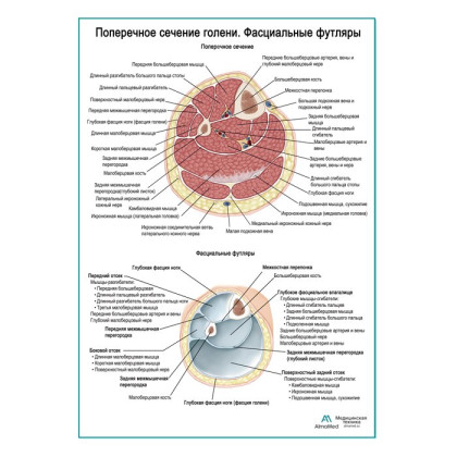 Фото товара Поперечное сечение голени. Фасциальный футляр плакат глянцевый А1+/А2+