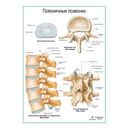Поясничные позвонки плакат глянцевый А1+/А2+ Фото товара Поясничные позвонки плакат глянцевый А1+/А2+