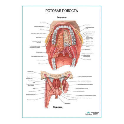Ротовая полость плакат глянцевый А1+/А2+ Фото товара Ротовая полость плакат глянцевый А1+/А2+