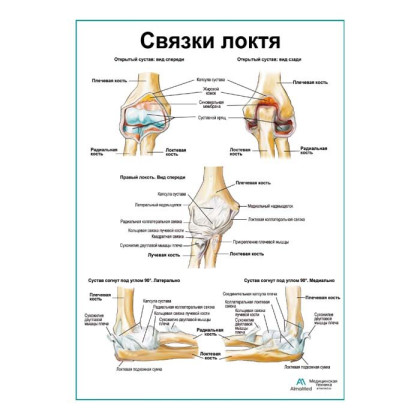 Связки локтя плакат глянцевый А1+/А2+ Фото товара Связки локтя плакат глянцевый А1+/А2+