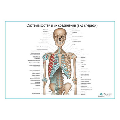 Фото товара Система костей и их соединения (без нижних конечностей), плакат глянцевый А1+/А2+