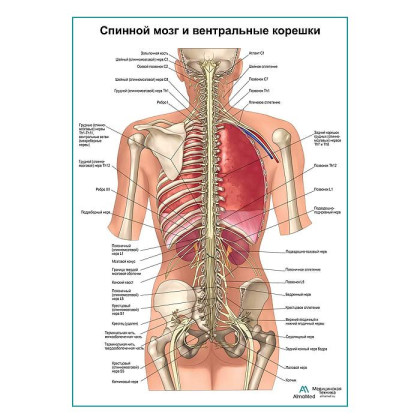 Спинной мозг и передние ветви плакат глянцевый А1+/А2+ Фото товара Спинной мозг и передние ветви плакат глянцевый А1+/А2+