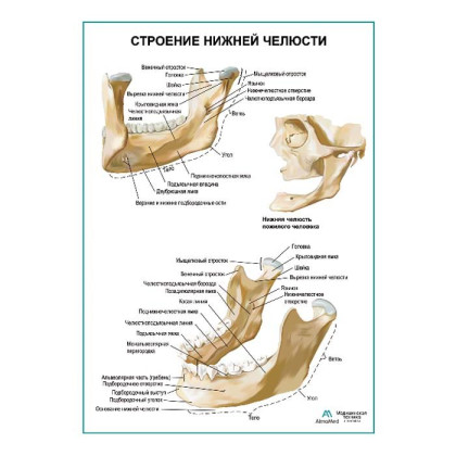Строение нижней челюсти плакат глянцевый А1+/А2+ Фото товара Строение нижней челюсти плакат глянцевый А1+/А2+
