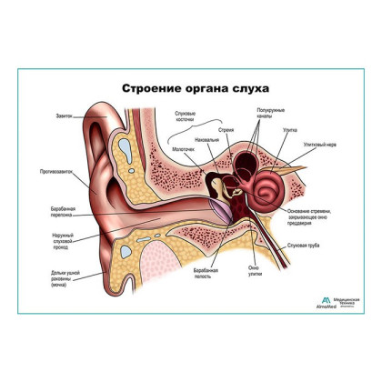Строение органа слуха, ухо плакат глянцевый А1+/А2+ Фото товара Строение органа слуха, ухо плакат глянцевый А1+/А2+