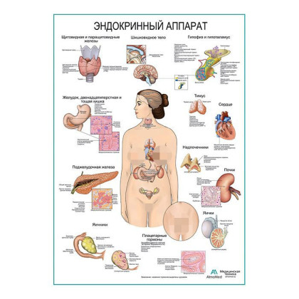 Эндокринный аппарат, плакат глянцевый А1+/А2+ Фото товара Эндокринный аппарат, плакат глянцевый А1+/А2+
